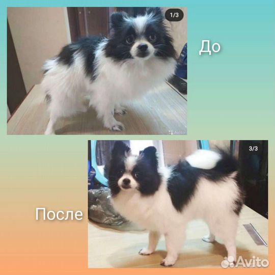 Груминг Иваново