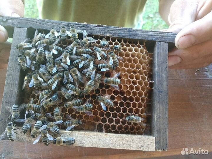 Пчелосемьи зимовалые