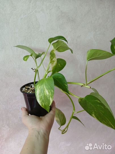 Сциндапсус