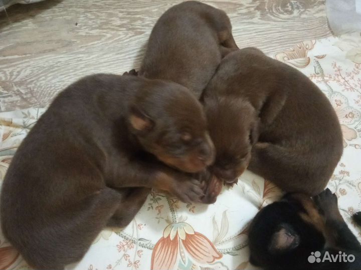 Щенки добермана
