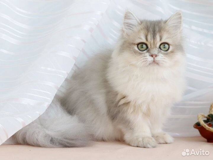 Британская длинношерстная голубое золото