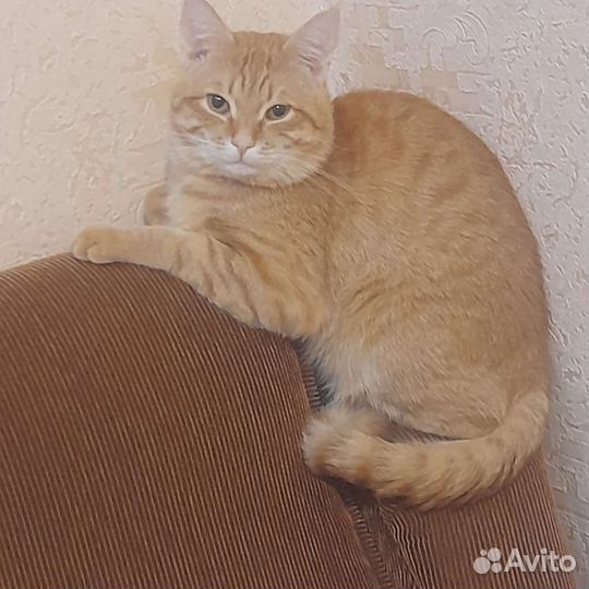 Отдам бесплатно кота