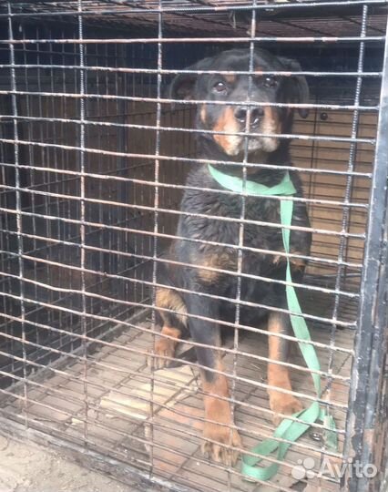 Метис ротвейлера в беде