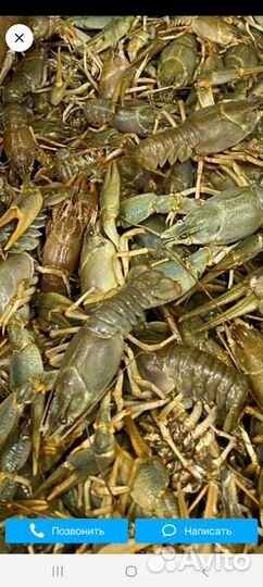 Живые раки речные