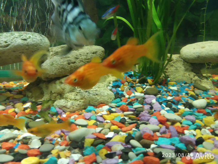 Моллинезии, Гуппи