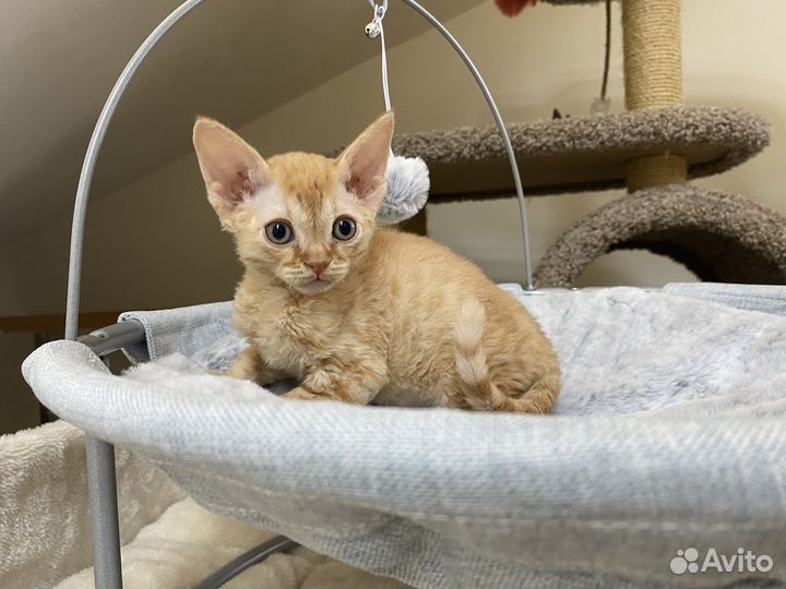Девон-рекс рыжий Лёлик