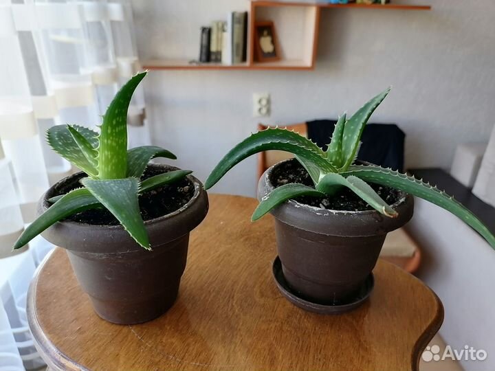 Алоэ вера растение