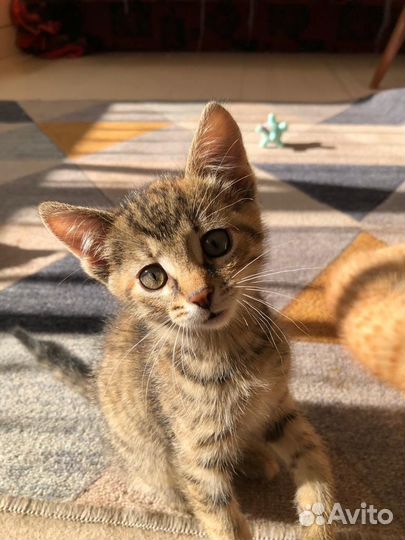 Котенок ищет дом