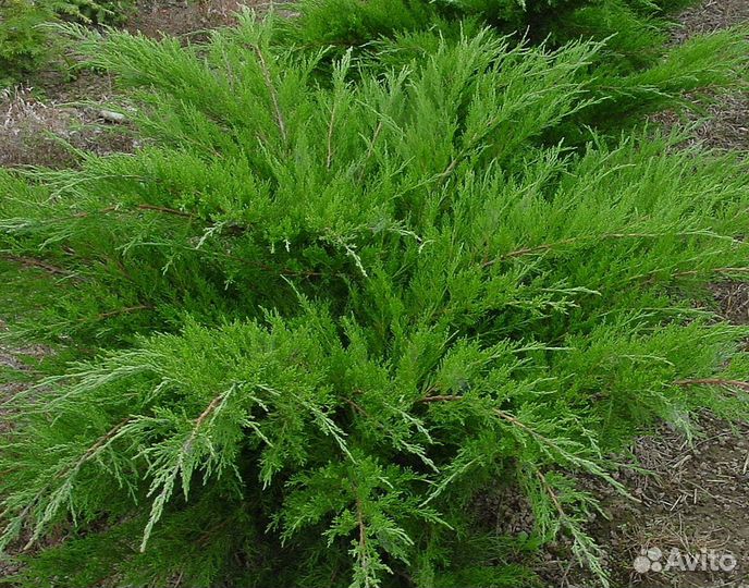 Можжевельник 