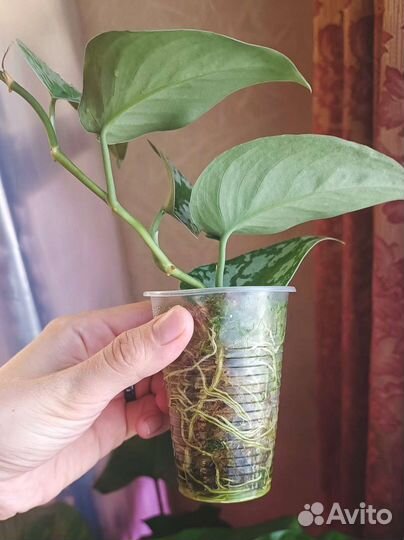 Сциндапсус Пиктус Треби (Scindapsus Pictus Trebie)