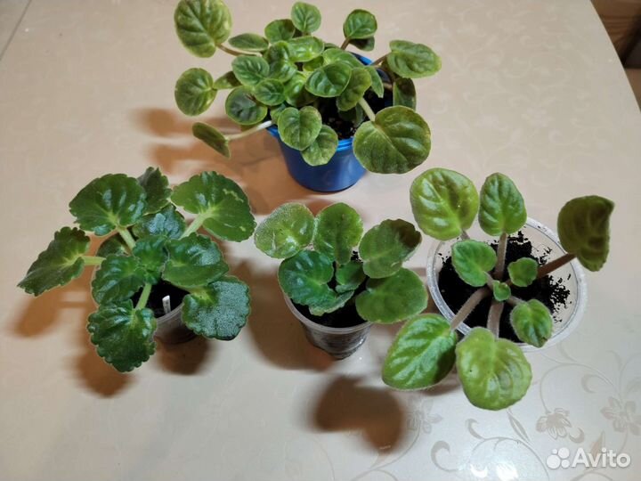 Набор фиалок