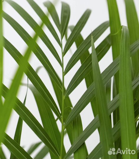 Пальма в офис, магазин цветов