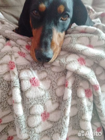 Такса девочка вязка