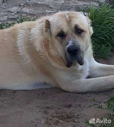 Среднеазиатская овчарка алабай вязка