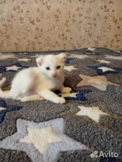 Вислоухий британец