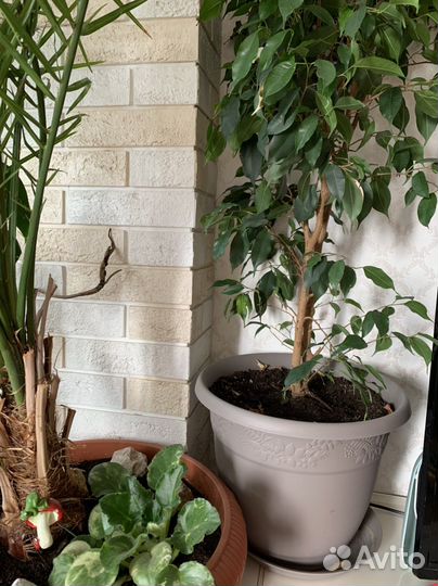 Бенджамина