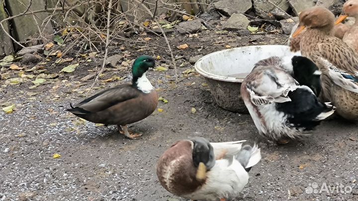 Утки мясная башкирская на племя