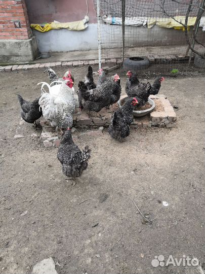 Цыплята Плимутроки суточные