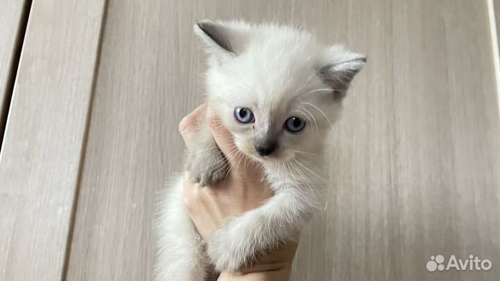 Британские котята
