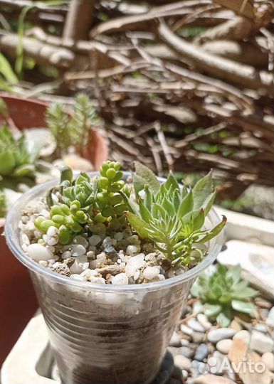 Флорариум суккуленты