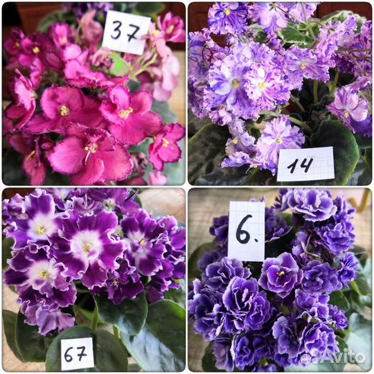 Фиалка лист