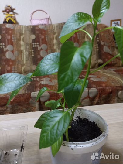 Рассада перца