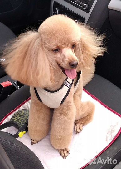 Вязка Той-пудель