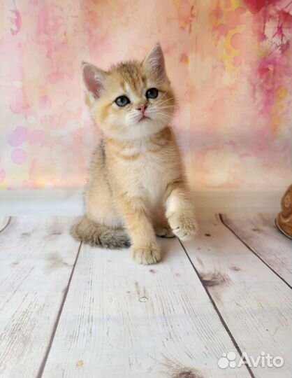 Британская шиншилла