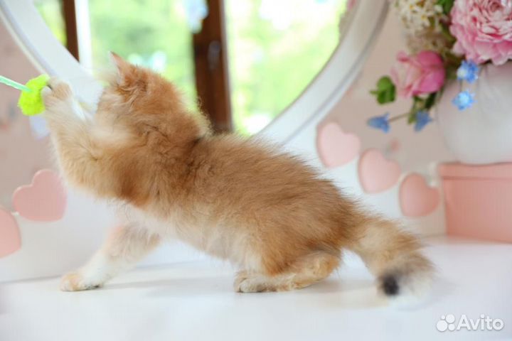 Британский длинношерстный мальчик