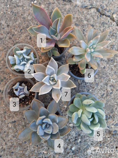 Суккуленты