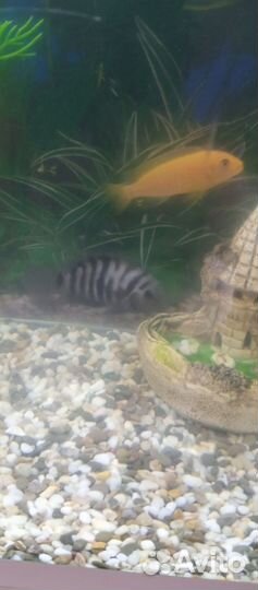 Псевдотрофеус