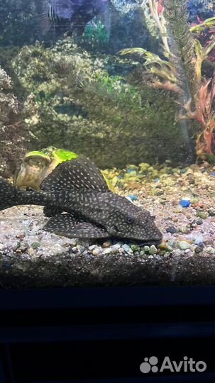 Аквариумные рыбки цихлиды