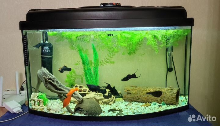 Аквариум с рыбками