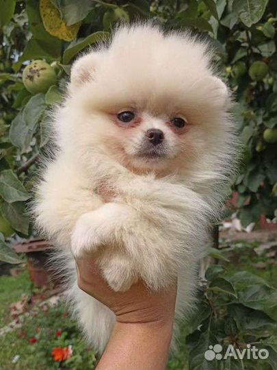 Девочка померанский шпиц