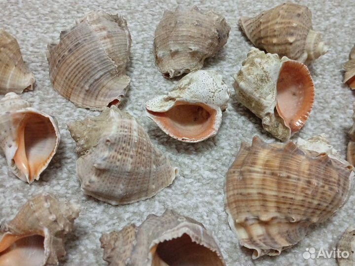 Ракушка от рапана