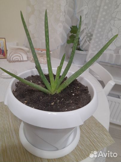 Алоэ вера комнатное растение