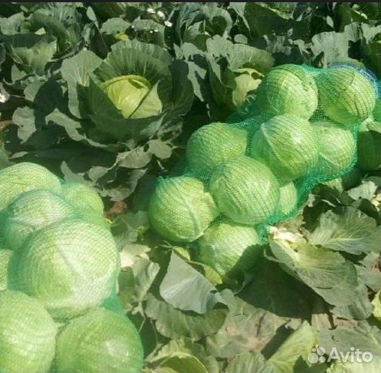 Капуста первый сорт молодой урожай оптом