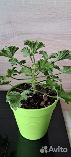 Пеларгония Ангел