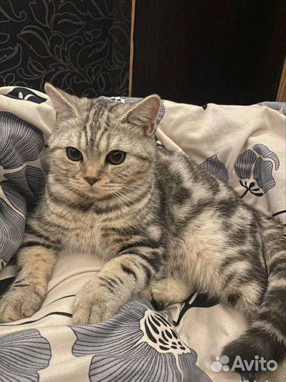 Шотландский кот вязка
