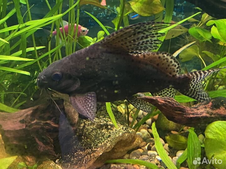 Сом синодонтис (перевертыш)