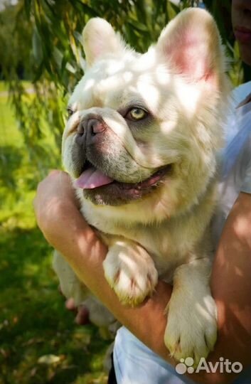 Французский бульдог флаффи вязка