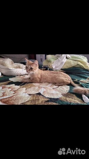 Кошечка в добрые руки