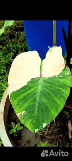 Колоказия Pink Sapphire