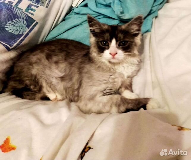 Кошечка в добрые руки