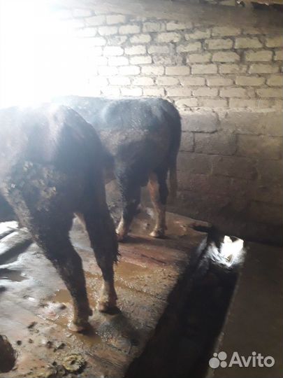 Бычки и быки