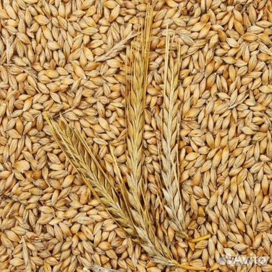 Ячмень,пшеница, овес, фураж