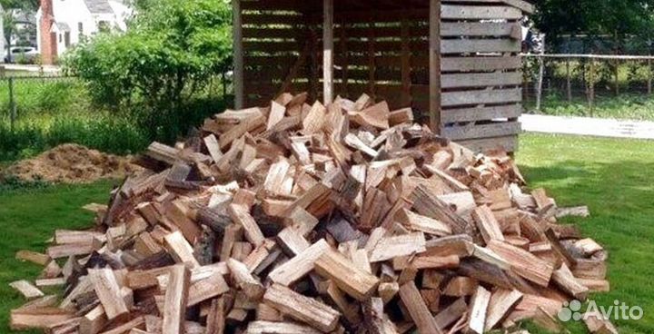 Береза на выбор