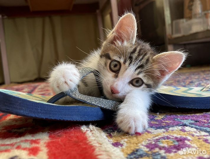 Котята в добрые руки бесплатно