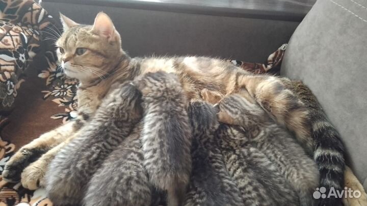 Шотландский котенок