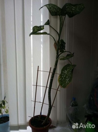 Диффенбахия 2 взрослых растения
